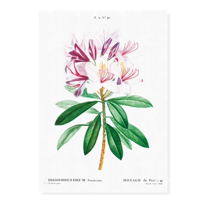 Rhododendron ponticum By Pierre-Joseph Redouté - Art Print