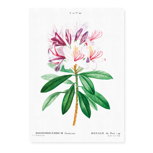 Rhododendron ponticum By Pierre-Joseph Redouté - Art Print