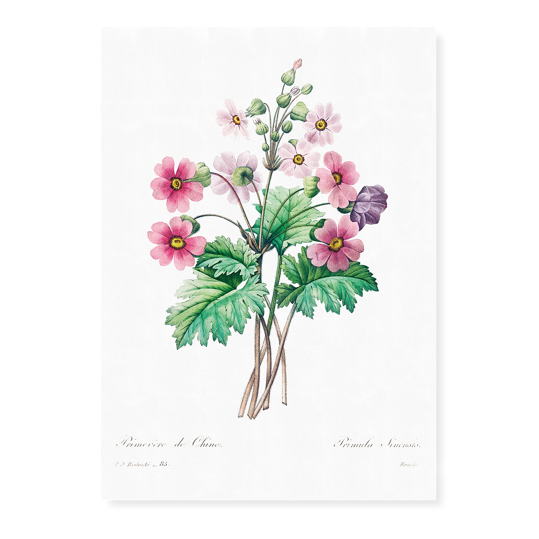 The Chinese primrose By Pierre-Joseph Redouté - Art Print