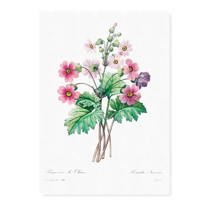 The Chinese primrose By Pierre-Joseph Redouté - Art Print