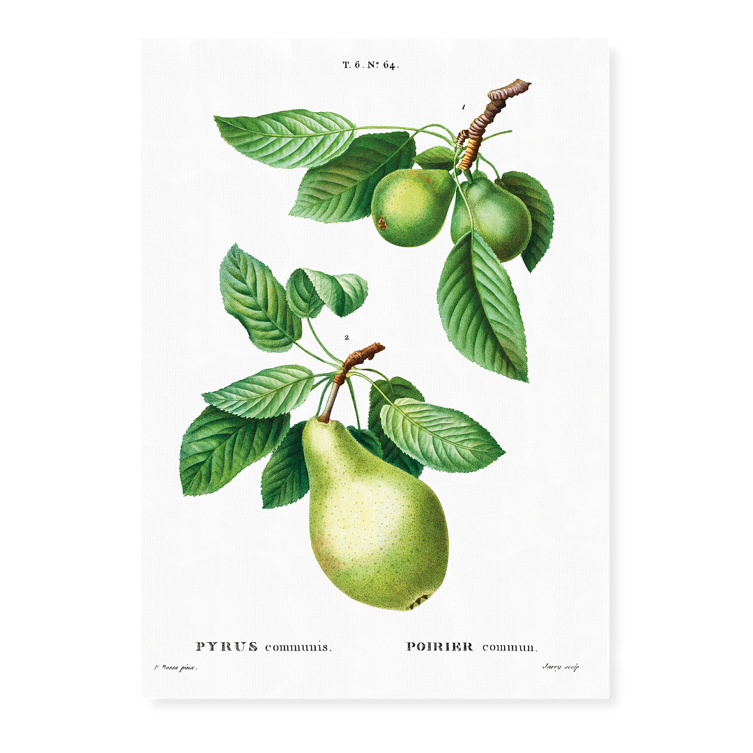 Pear By Pierre-Joseph Redouté - Art Print