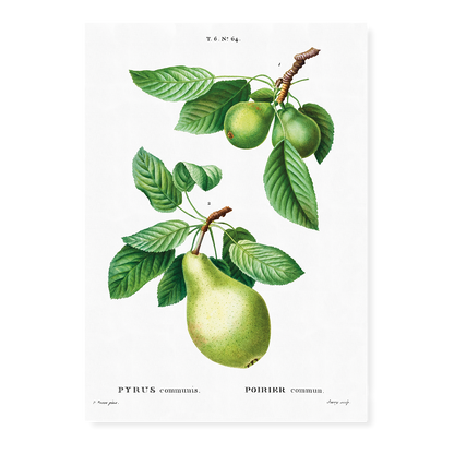 Pear By Pierre-Joseph Redouté - Art Print