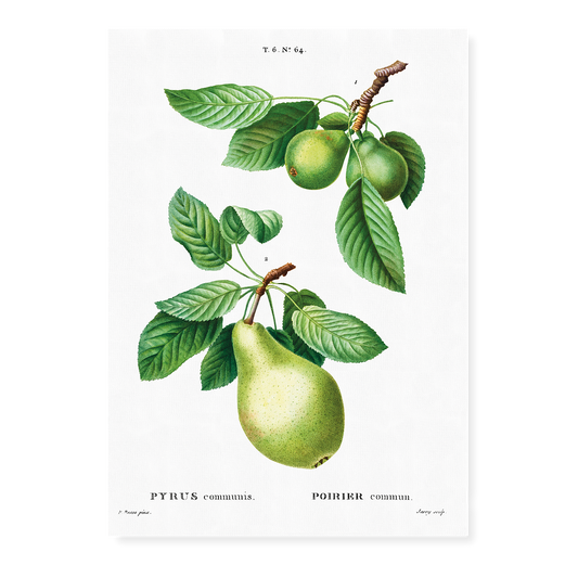 Pear By Pierre-Joseph Redouté - Art Print