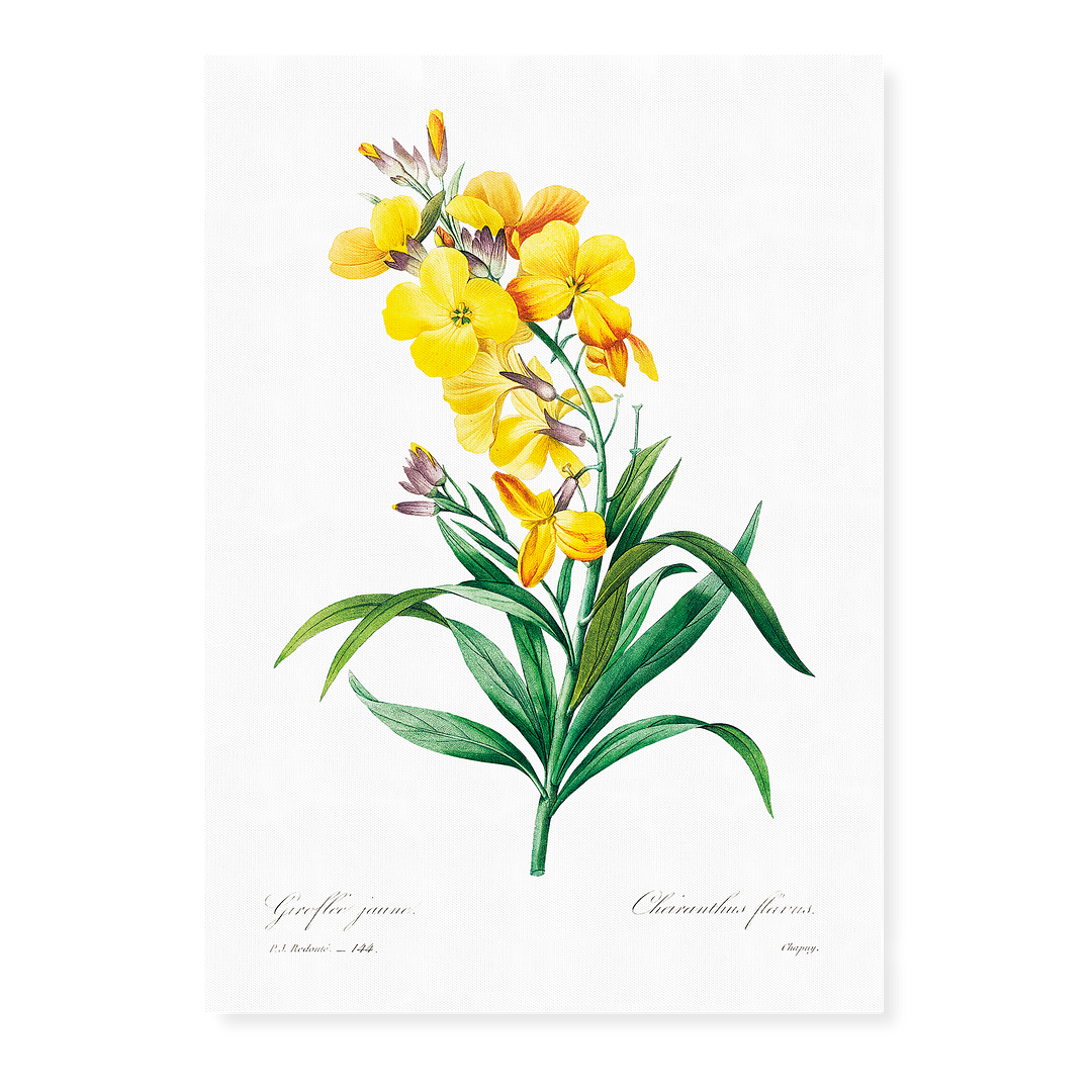 Wallflower By Pierre-Joseph Redouté - Art Print