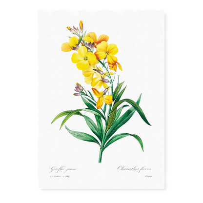 Wallflower By Pierre-Joseph Redouté - Art Print