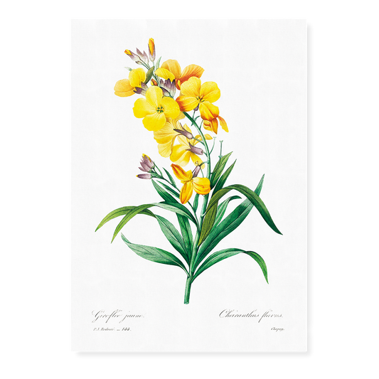 Wallflower By Pierre-Joseph Redouté - Art Print