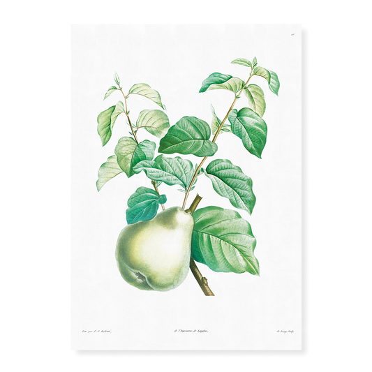 Pear fruit By Pierre-Joseph Redouté - Art Print