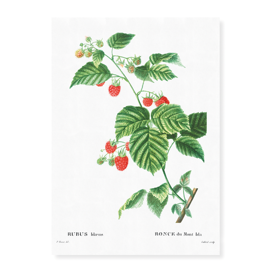 European Raspberry By Pierre-Joseph Redouté - Art Print