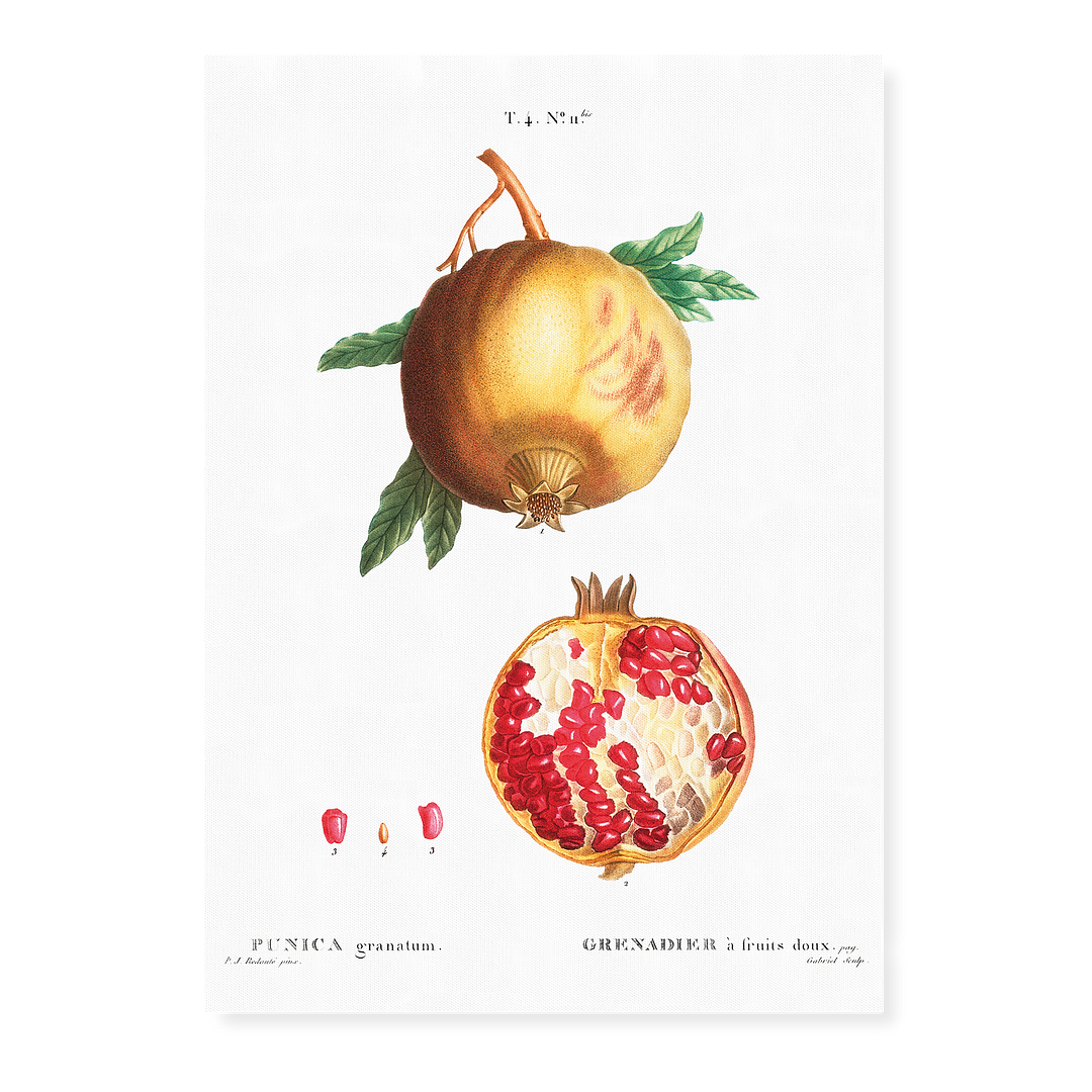 Pomegranate By Pierre-Joseph Redouté - Art Print