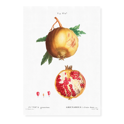 Pomegranate By Pierre-Joseph Redouté - Art Print