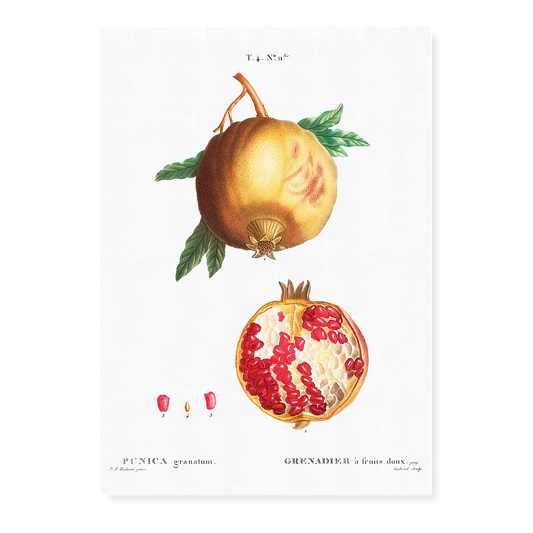 Pomegranate By Pierre-Joseph Redouté - Art Print