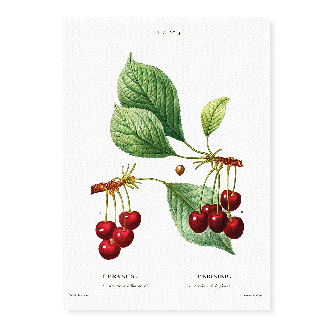 Cherry II By Pierre-Joseph Redouté - Art Print