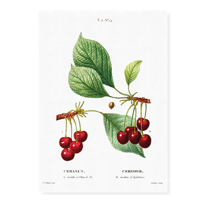 Cherry II By Pierre-Joseph Redouté - Art Print