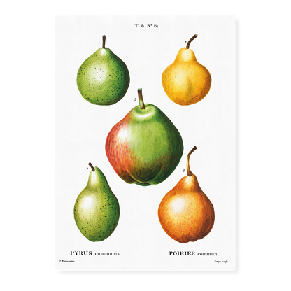 Pears By Pierre-Joseph Redouté - Art Print