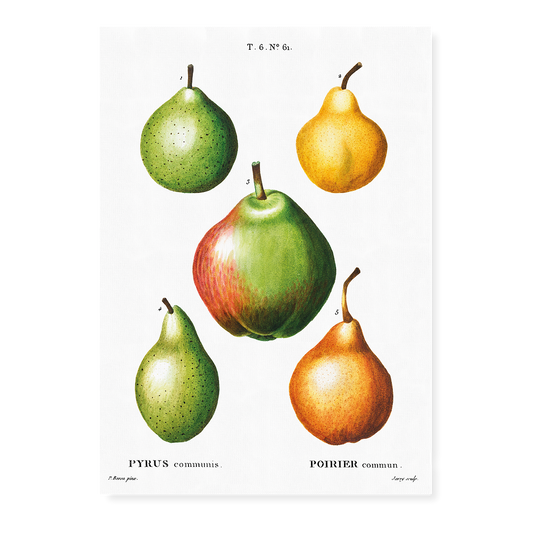 Pears By Pierre-Joseph Redouté - Art Print