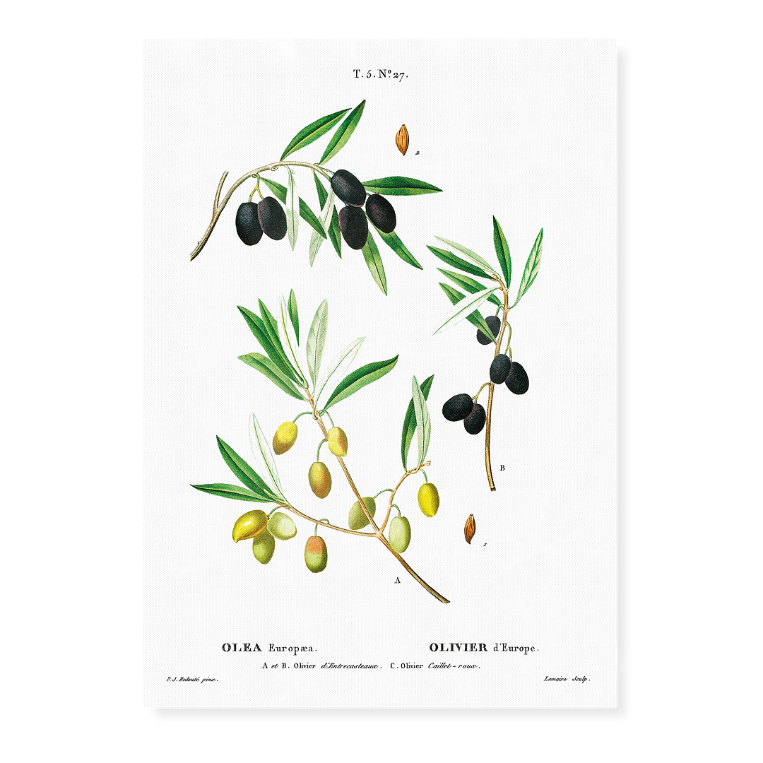 Olive II  By Pierre-Joseph Redouté - Art Print