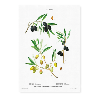 Olive II  By Pierre-Joseph Redouté - Art Print