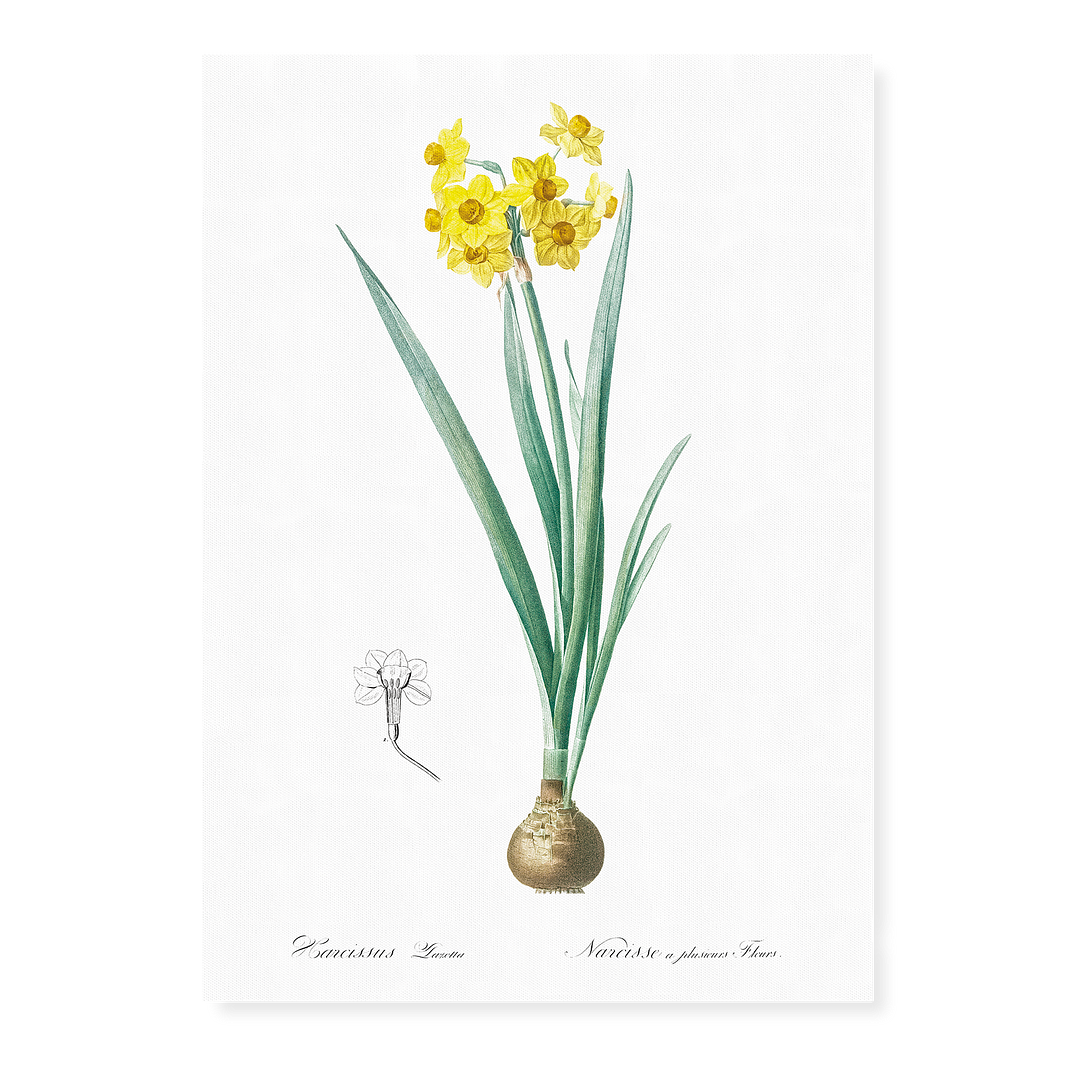 Daffodil  By Pierre-Joseph Redouté - Art Print