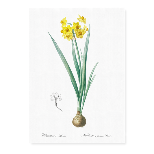 Daffodil  By Pierre-Joseph Redouté - Art Print