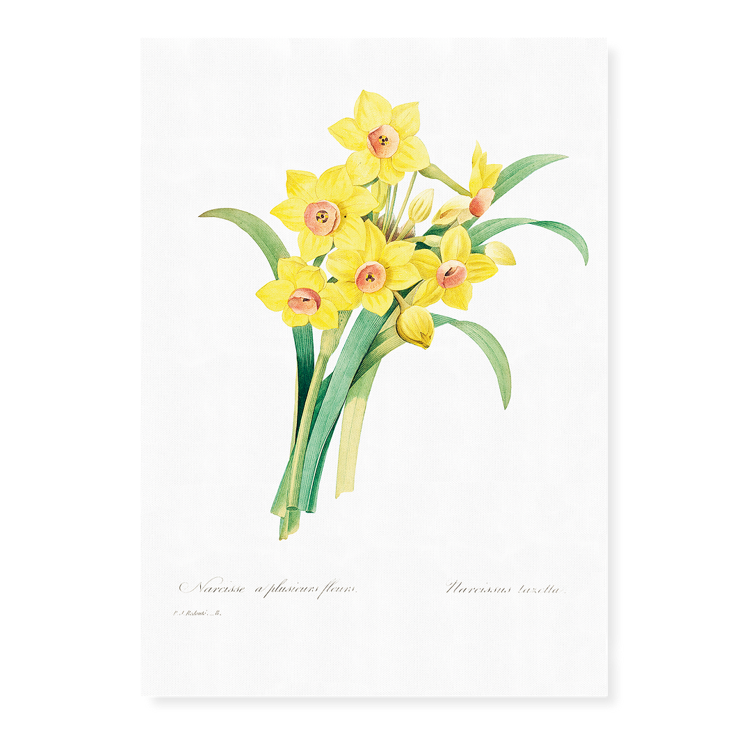 Chinese sacred lily By Pierre-Joseph Redouté - Art Print