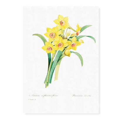 Chinese sacred lily By Pierre-Joseph Redouté - Art Print