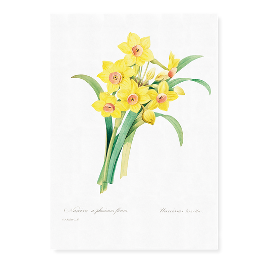 Chinese sacred lily By Pierre-Joseph Redouté - Art Print