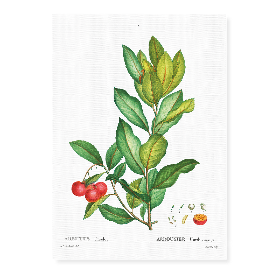 Strawberry tree By Pierre-Joseph Redouté - Art Print