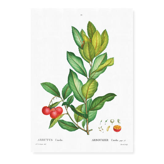 Strawberry tree By Pierre-Joseph Redouté - Art Print