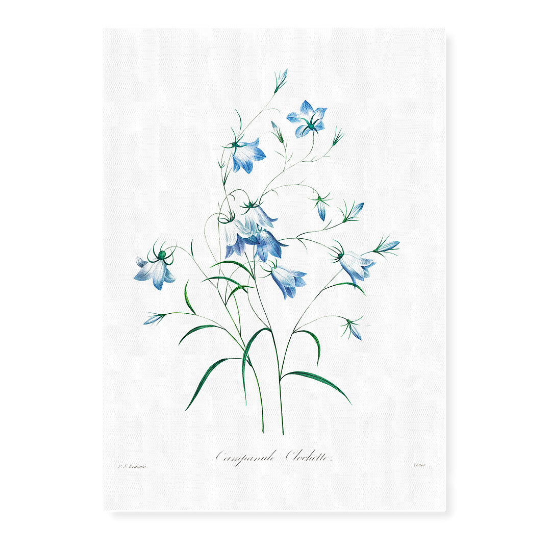 Campanule  By Pierre-Joseph Redouté - Art Print