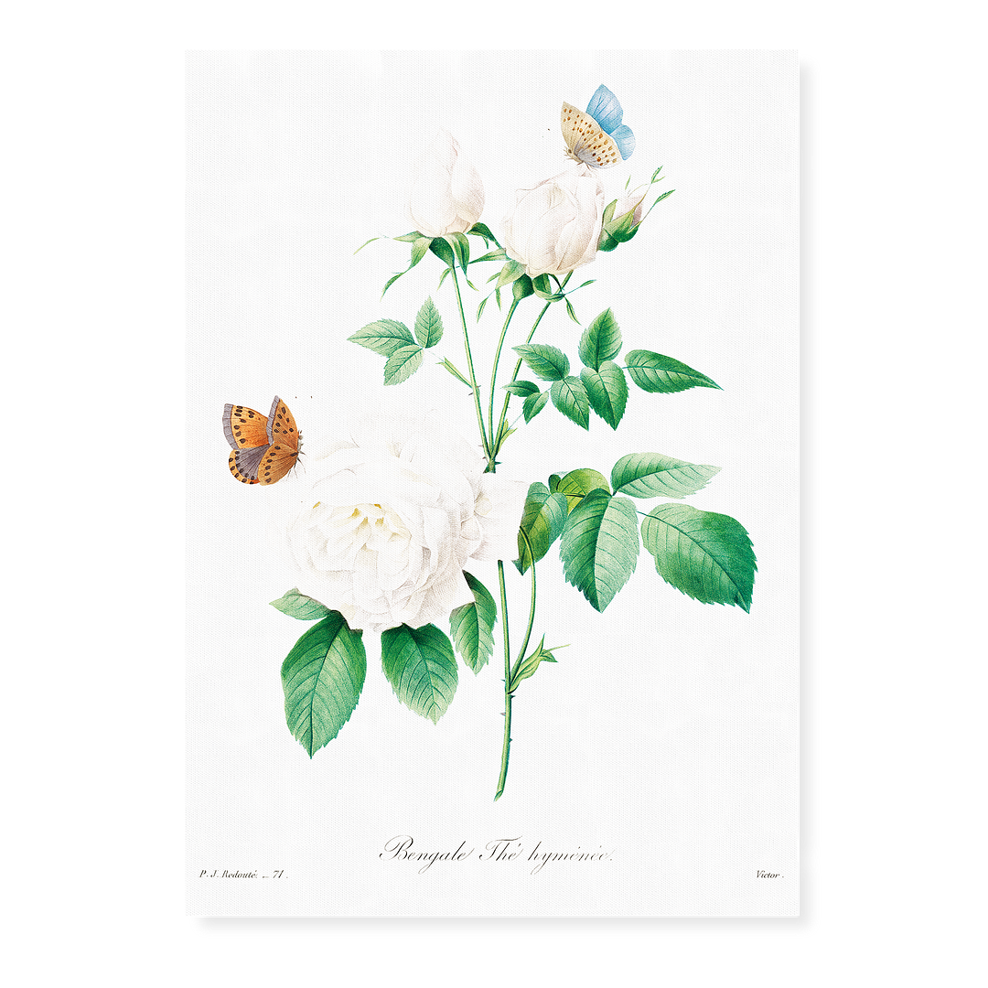 White rose By Pierre-Joseph Redouté - Art Print