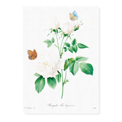 White rose By Pierre-Joseph Redouté - Art Print