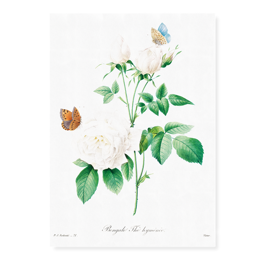 White rose By Pierre-Joseph Redouté - Art Print