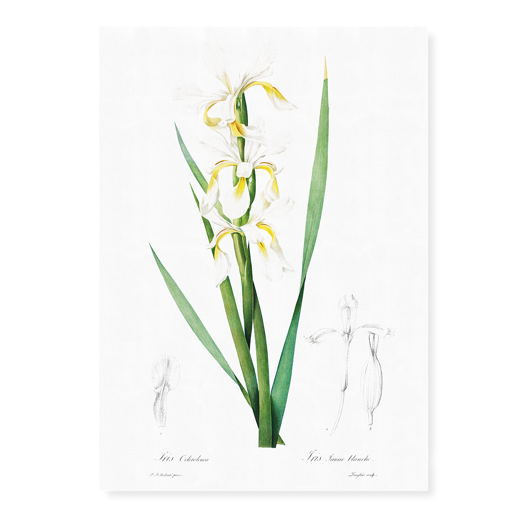 Gold-banded Iris By Pierre-Joseph Redouté - Art Print