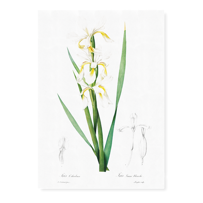 Gold-banded Iris By Pierre-Joseph Redouté - Art Print