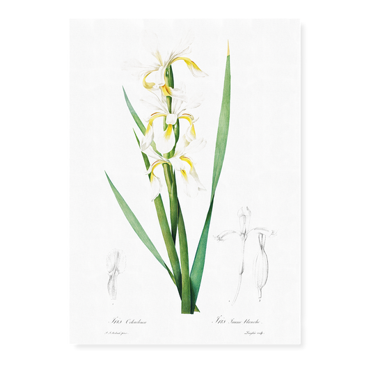 Gold-banded Iris By Pierre-Joseph Redouté - Art Print