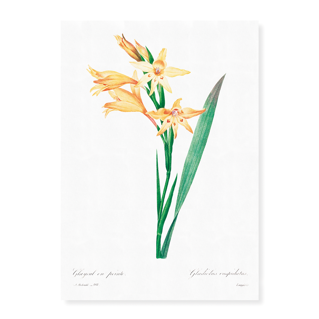 Gladiolus By Pierre-Joseph Redouté - Art Print