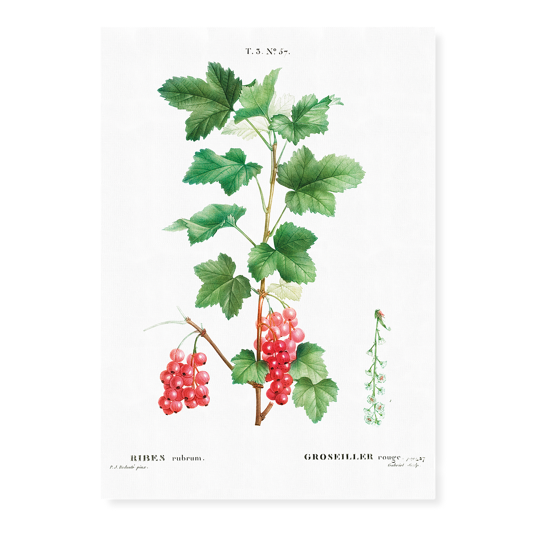 Redcurrant By Pierre-Joseph Redouté - Art Print