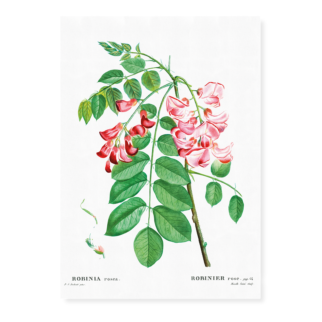 Robinia rosea By Pierre-Joseph Redouté - Art Print