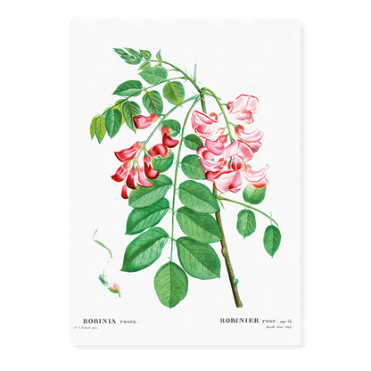 Robinia rosea By Pierre-Joseph Redouté - Art Print