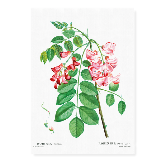 Robinia rosea By Pierre-Joseph Redouté - Art Print