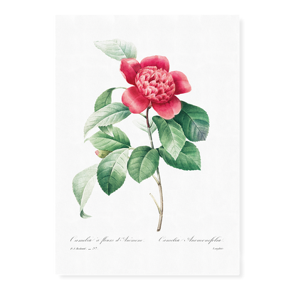 Red Anemone Camellia By Pierre-Joseph Redouté - Art Print