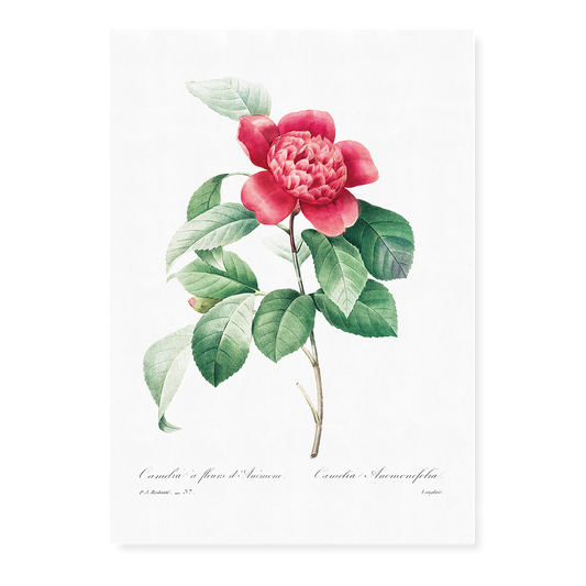 Red Anemone Camellia By Pierre-Joseph Redouté - Art Print