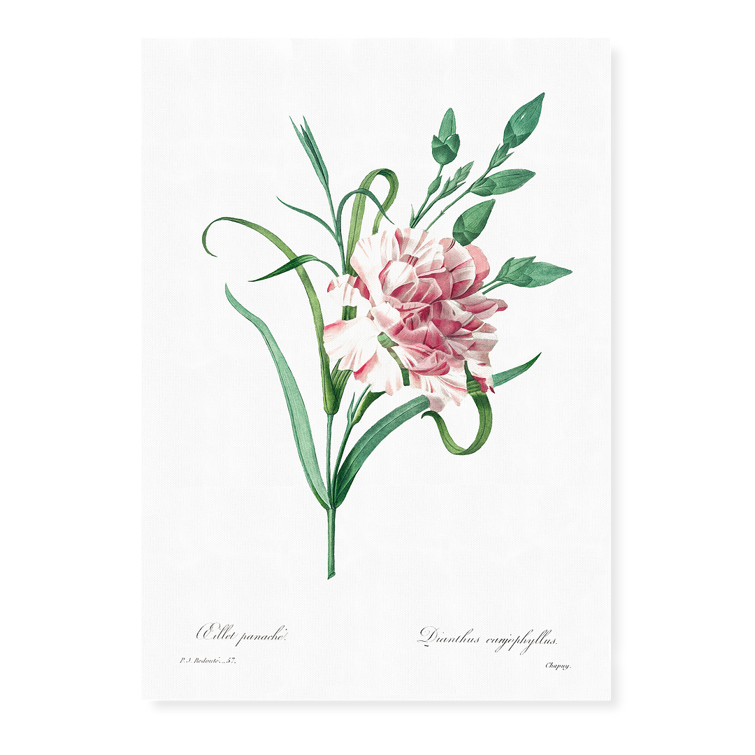 Carnation By Pierre-Joseph Redouté - Art Print