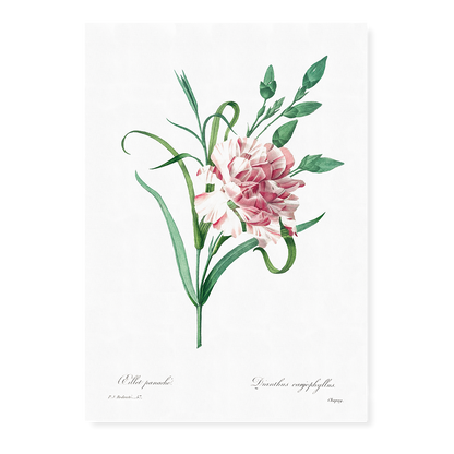 Carnation By Pierre-Joseph Redouté - Art Print