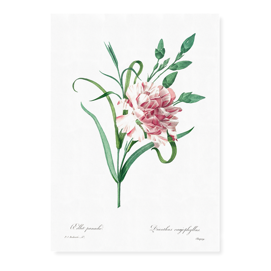 Carnation By Pierre-Joseph Redouté - Art Print