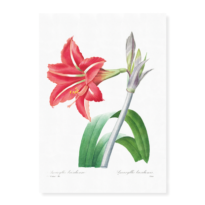 Brazilian Amaryllis By Pierre-Joseph Redouté - Art Print