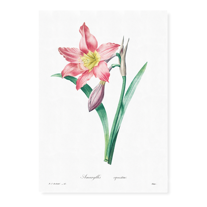 Amaryllis Equestre By Pierre-Joseph Redouté - Art Print