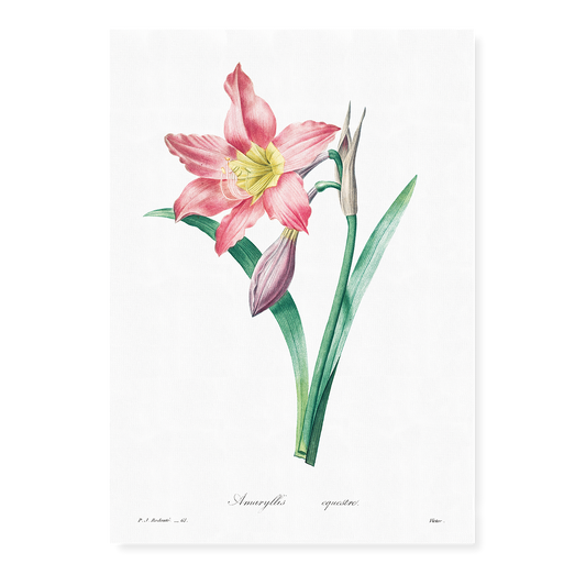 Amaryllis Equestre By Pierre-Joseph Redouté - Art Print