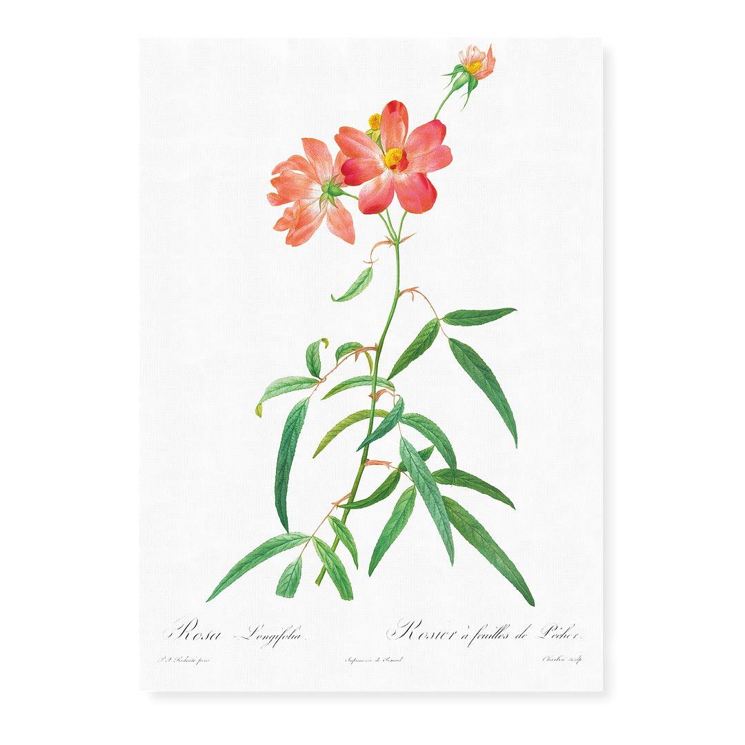 Rosa Longifolia By Pierre-Joseph Redouté - Art Print