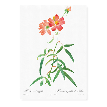 Rosa Longifolia By Pierre-Joseph Redouté - Art Print